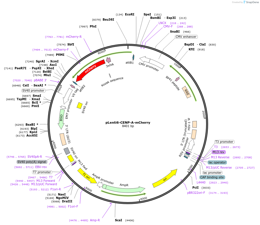 89767-plasmid-map-sequence-id-180597