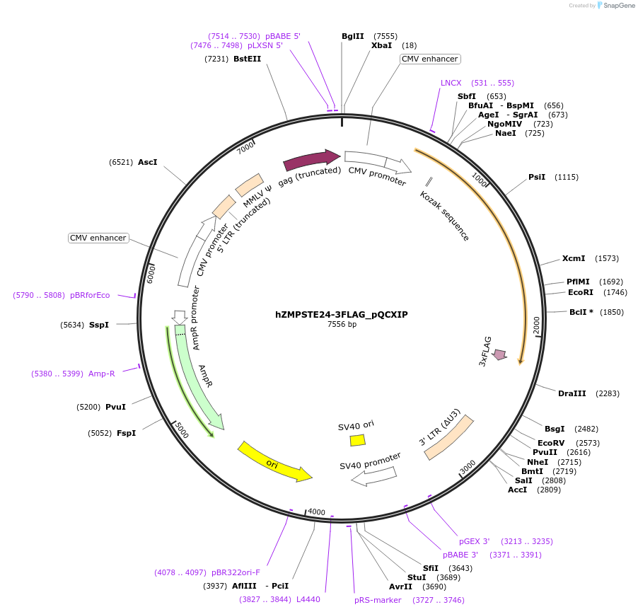 89759-plasmid-map-sequence-id-180605