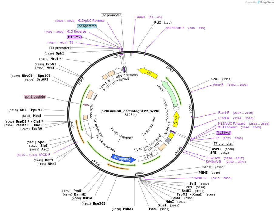 91786-plasmid-map-sequence-id-180613