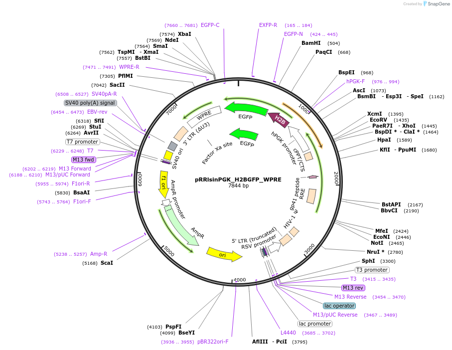 91788-plasmid-map-sequence-id-180614