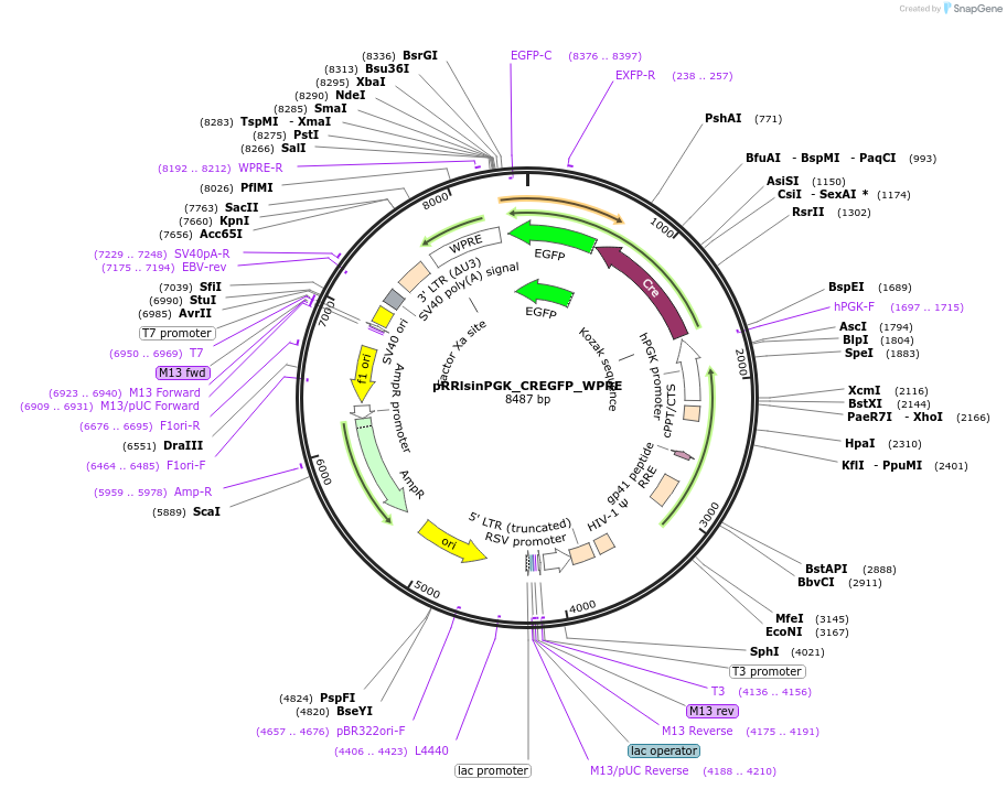 91789-plasmid-map-sequence-id-180615