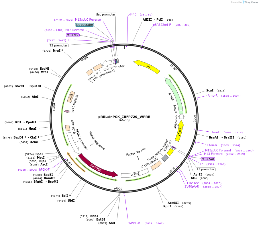 91785-plasmid-map-sequence-id-180617