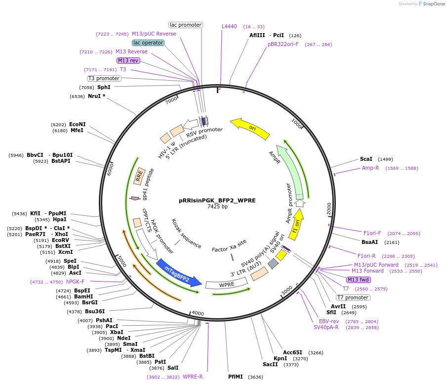 91787-plasmid-map-sequence-id-180618