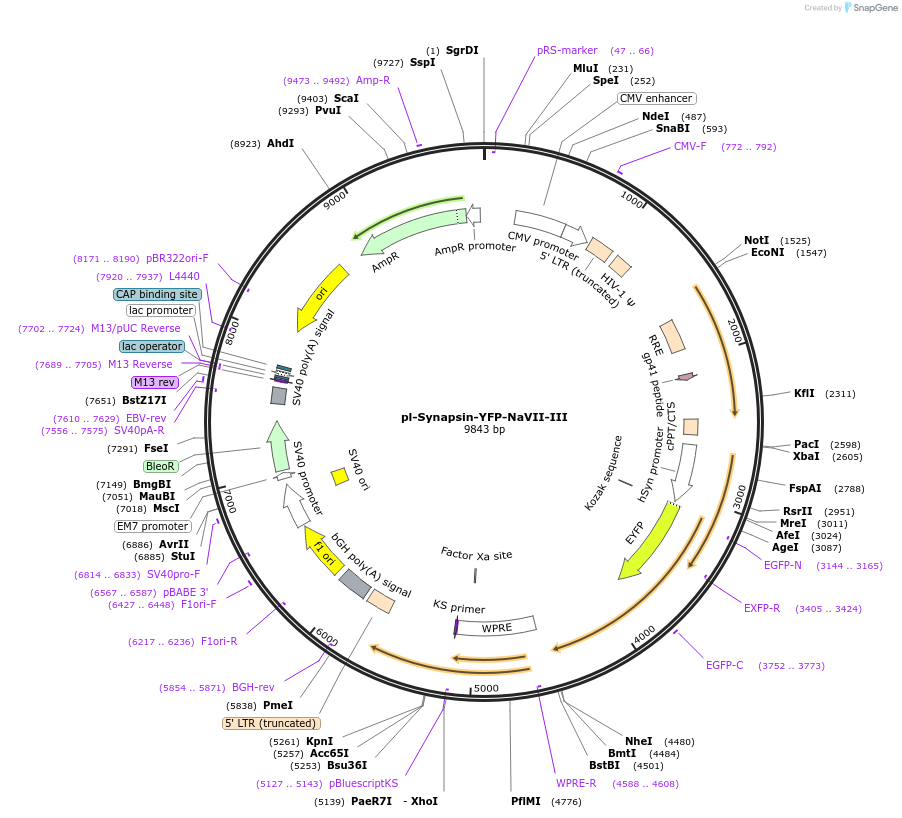 91246-plasmid-map-sequence-id-180624