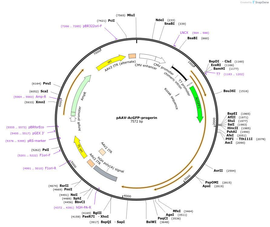 86947-plasmid-map-sequence-id-180625