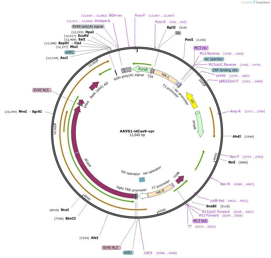 89985-plasmid-map-sequence-id-180638