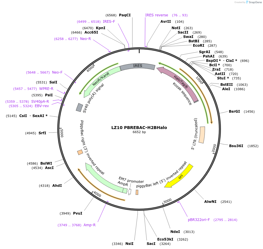 91564-plasmid-map-sequence-id-180643