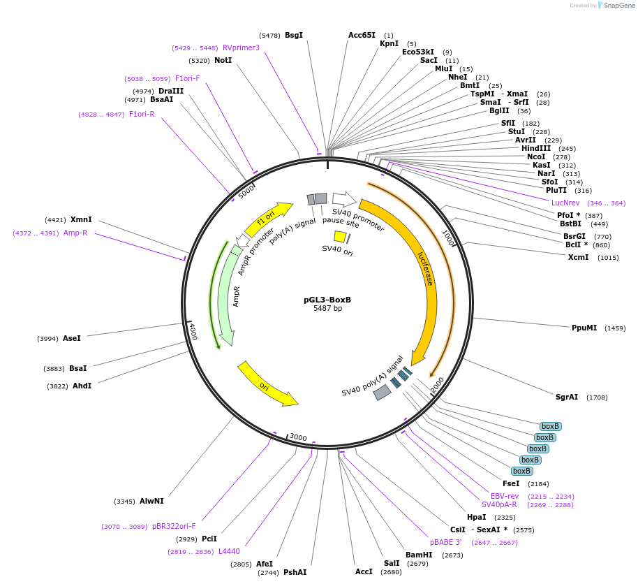 92004-plasmid-map-sequence-id-180647