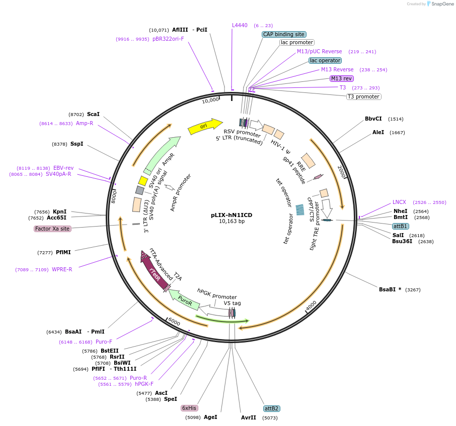 91897-plasmid-map-sequence-id-180657