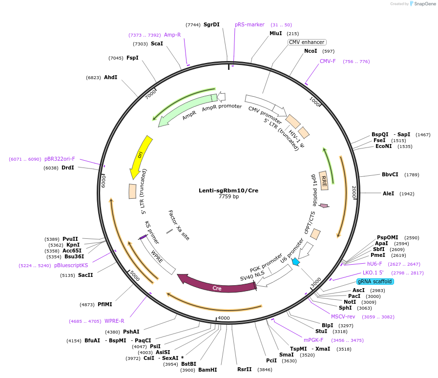 89648-plasmid-map-sequence-id-180661