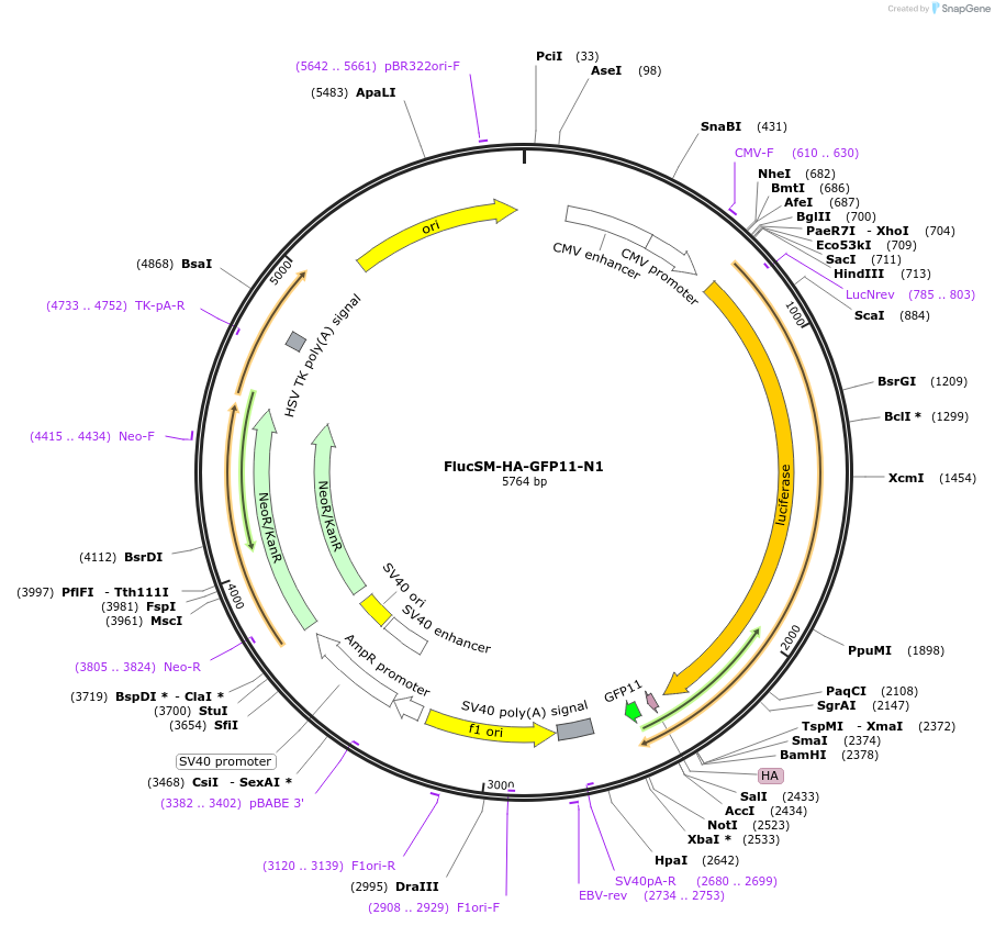 91955-plasmid-map-sequence-id-180679