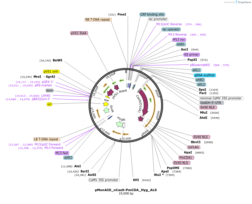 91693-plasmid-map-sequence-id-180686