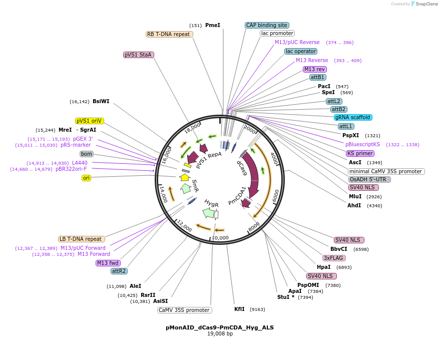 91692-plasmid-map-sequence-id-180688