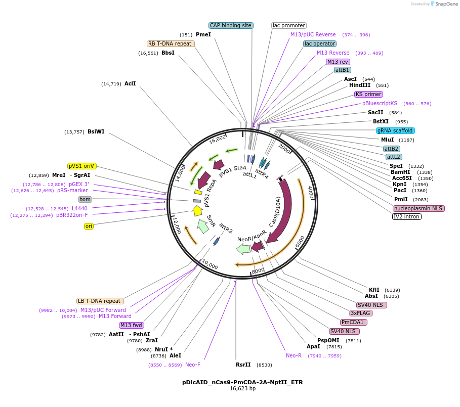 91695-plasmid-map-sequence-id-180690