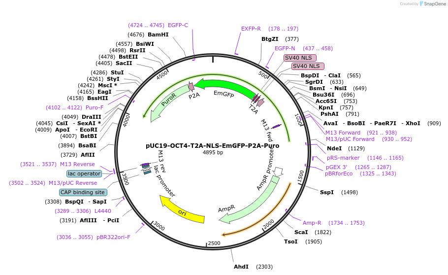 89992-plasmid-map-sequence-id-180693