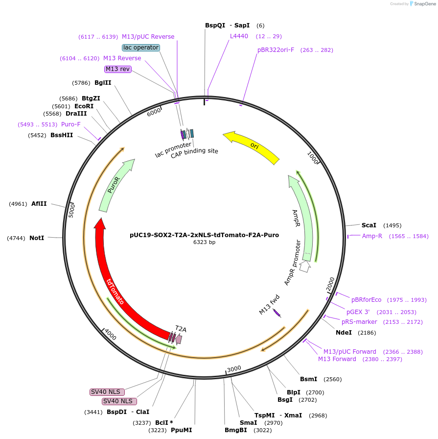 89991-plasmid-map-sequence-id-180697