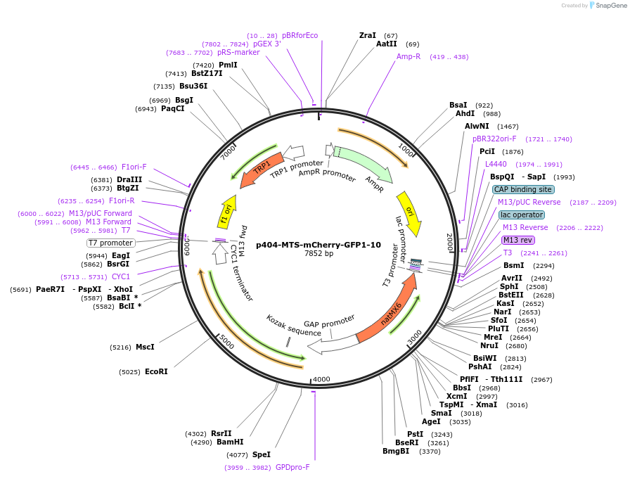91958-plasmid-map-sequence-id-180707