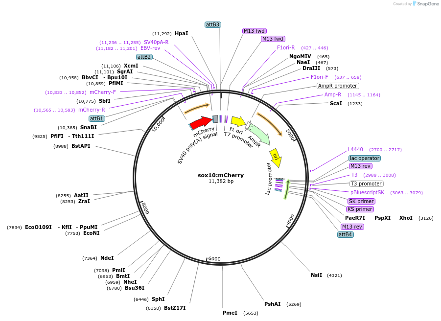 98695-plasmid-map-sequence-id-180711