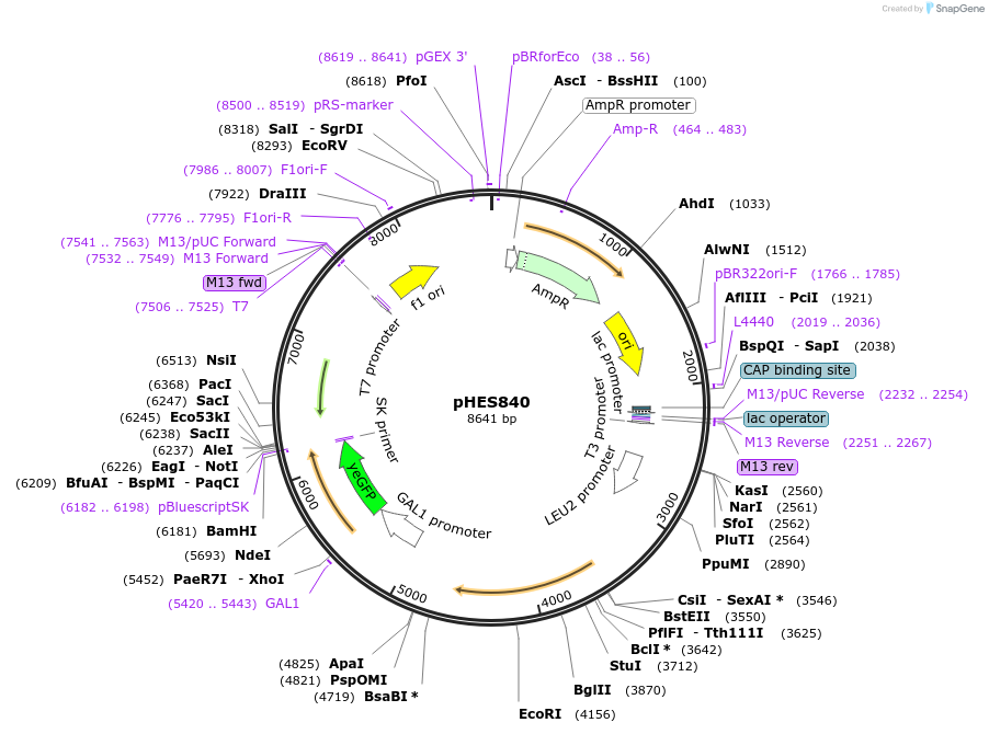 89191-plasmid-map-sequence-id-180719