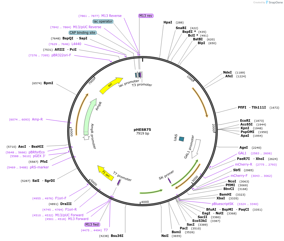 89192-plasmid-map-sequence-id-180744