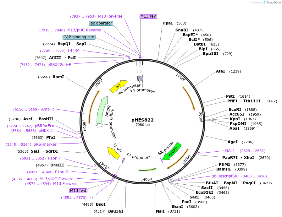 89193-plasmid-map-sequence-id-180745