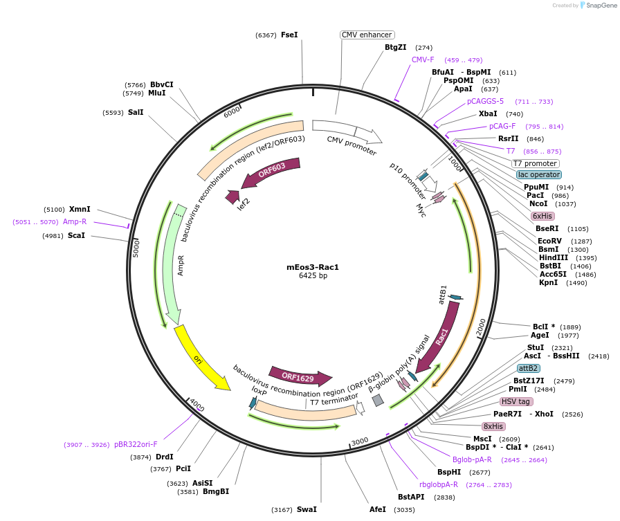 92039-plasmid-map-sequence-id-180748