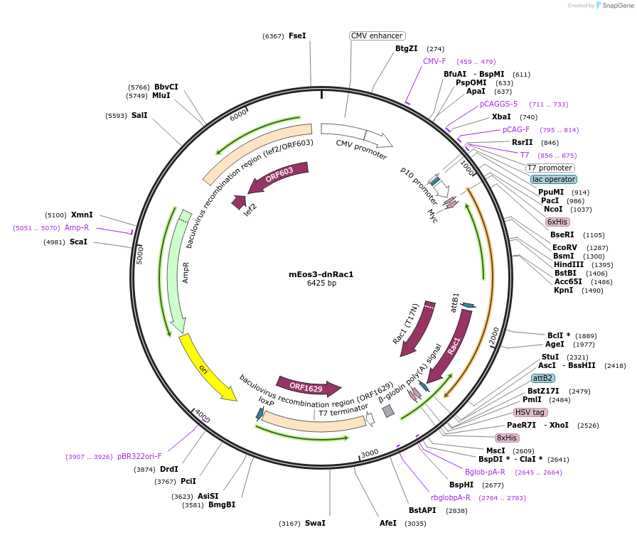 92040-plasmid-map-sequence-id-180750