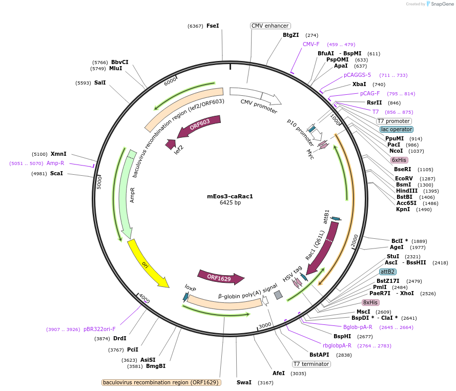 92041-plasmid-map-sequence-id-180751