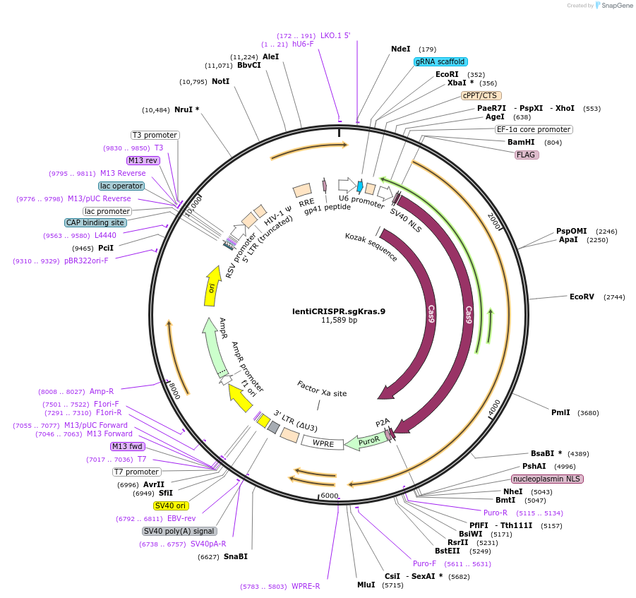 91894-plasmid-map-sequence-id-180819
