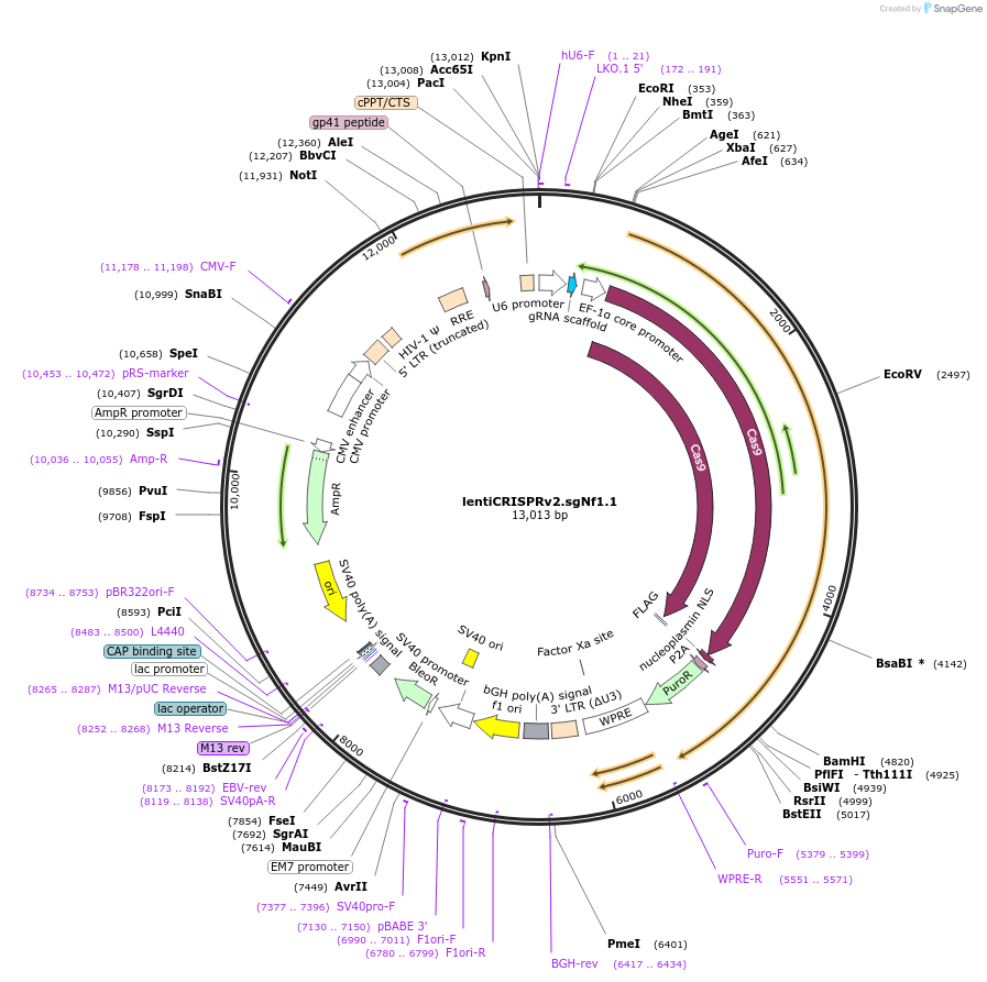 91895-plasmid-map-sequence-id-180844