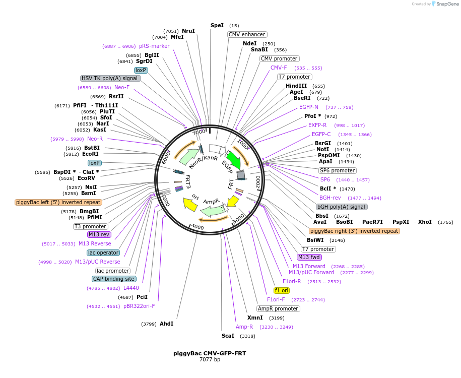 92078-plasmid-map-sequence-id-180845