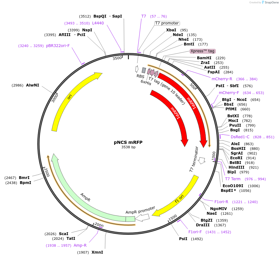 91765-plasmid-map-sequence-id-180850