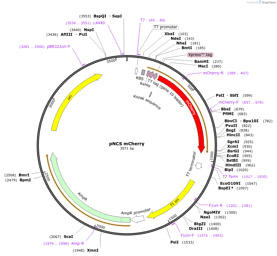 91769-plasmid-map-sequence-id-180853