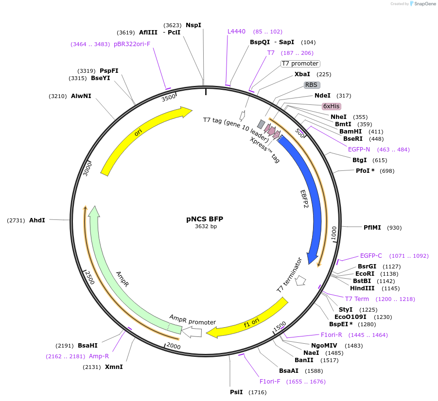 91757-plasmid-map-sequence-id-180854