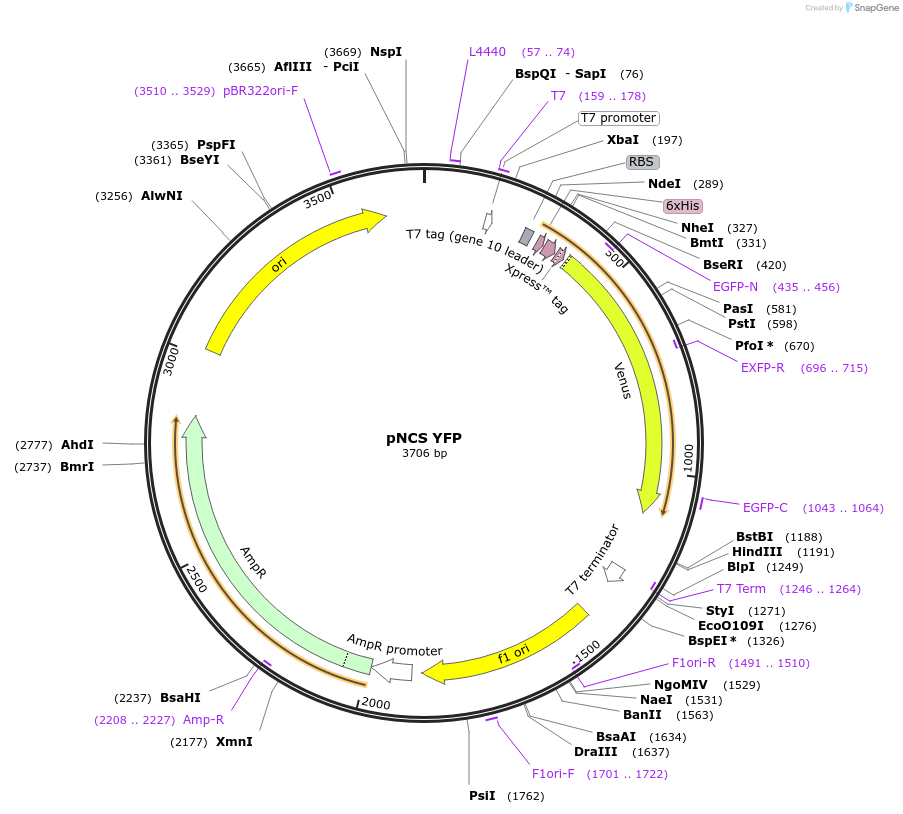 91759-plasmid-map-sequence-id-180855