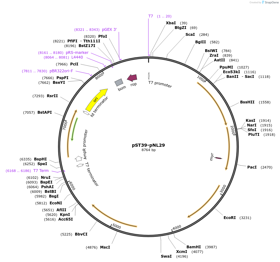 91696-plasmid-map-sequence-id-180859