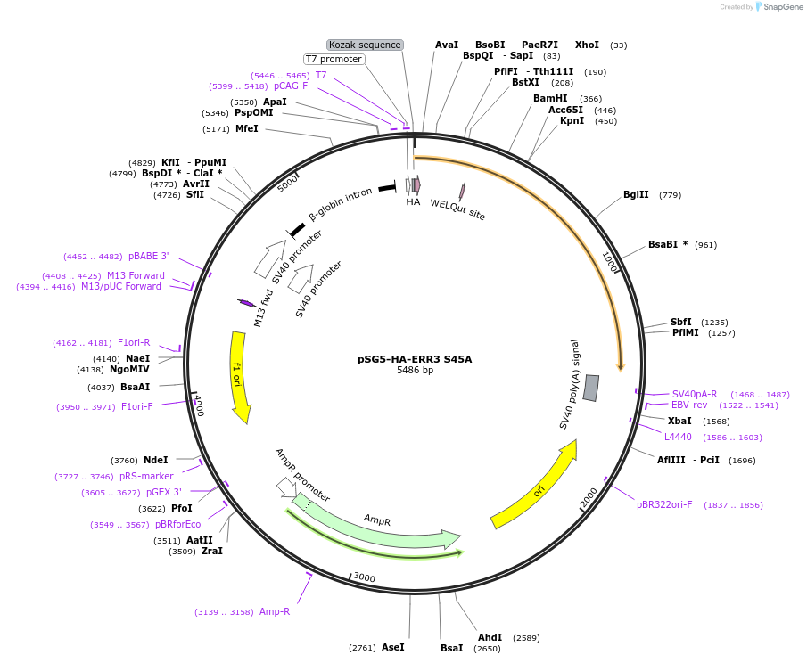 37849-plasmid-map-sequence-id-180887