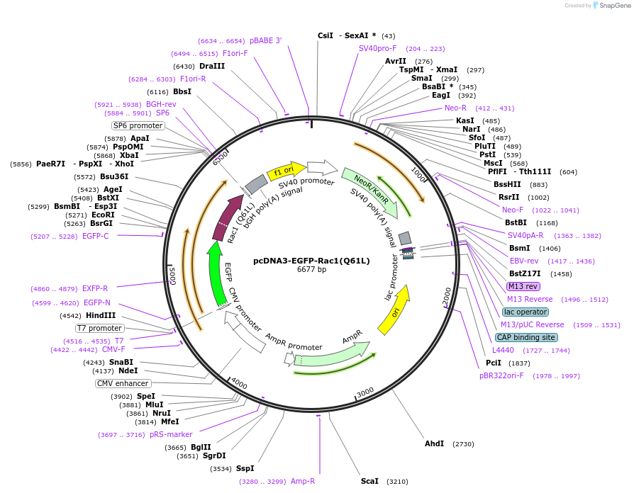 13720-plasmid-map-sequence-id-180891