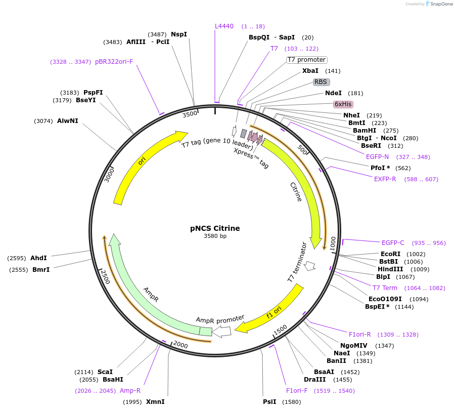 91761-plasmid-map-sequence-id-180919