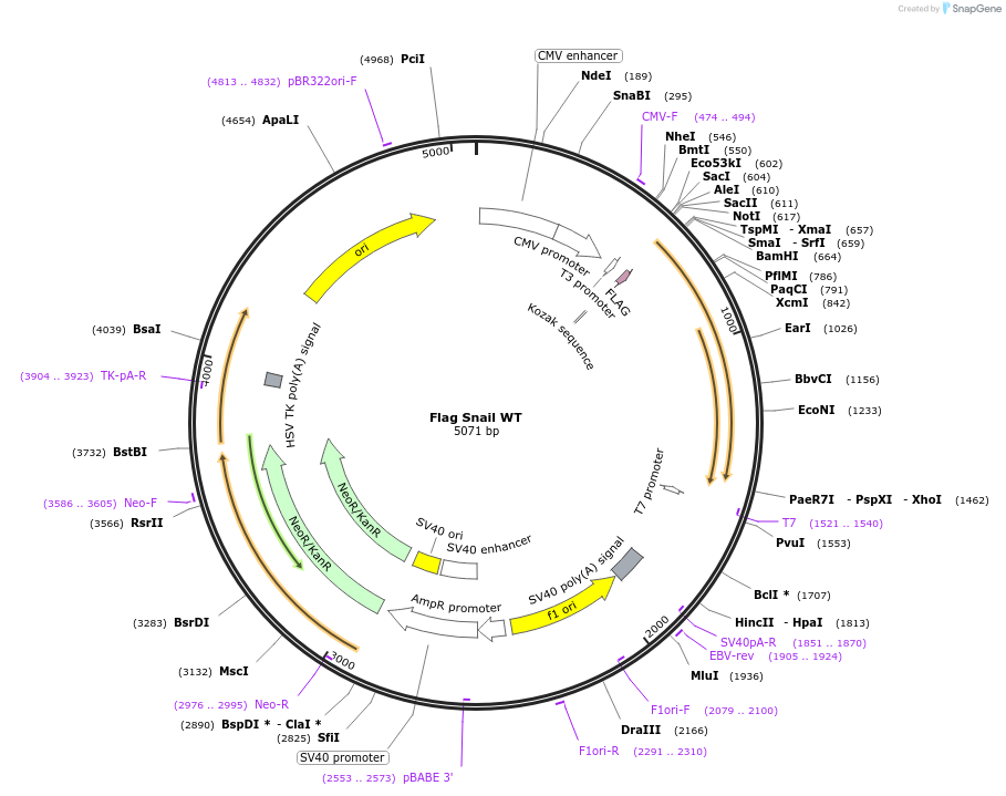 16218-plasmid-map-sequence-id-180924