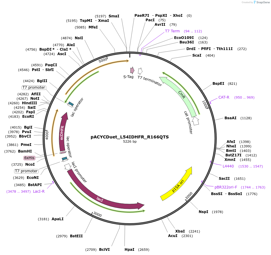 91234-plasmid-map-sequence-id-180929
