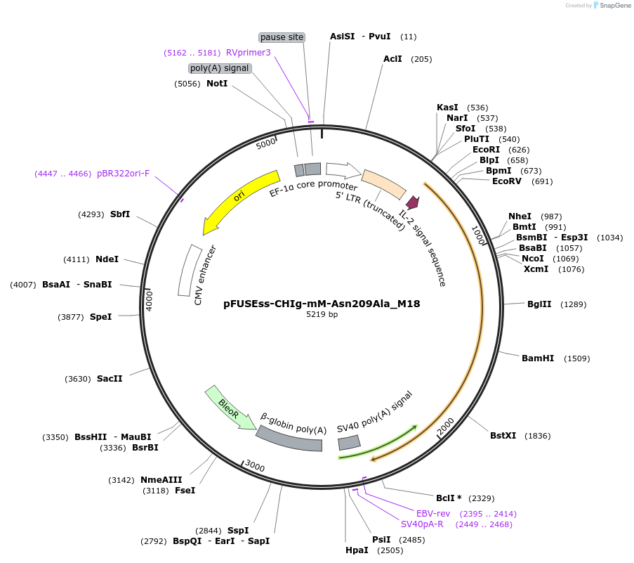 91733-plasmid-map-sequence-id-180936