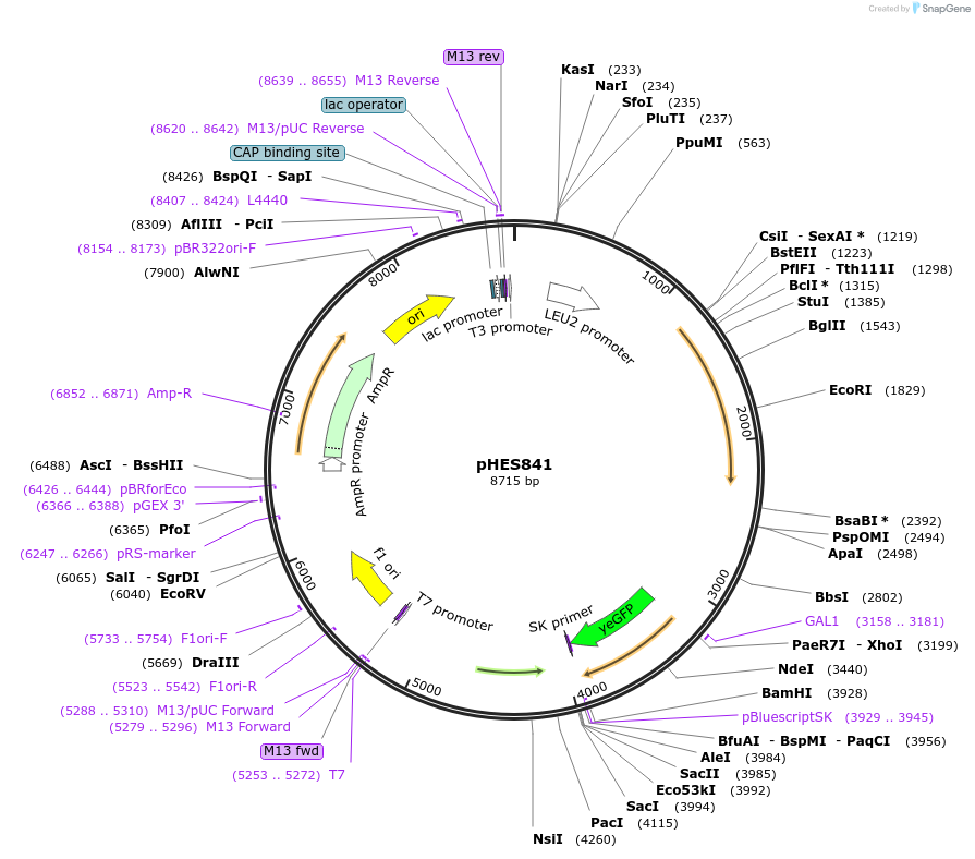 89194-plasmid-map-sequence-id-180946