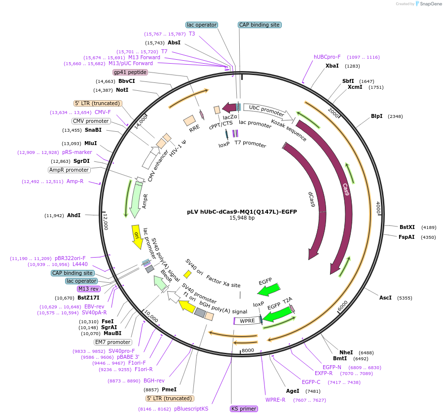 89793-plasmid-map-sequence-id-180948