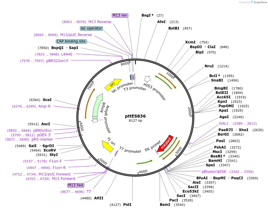 89195-plasmid-map-sequence-id-180952