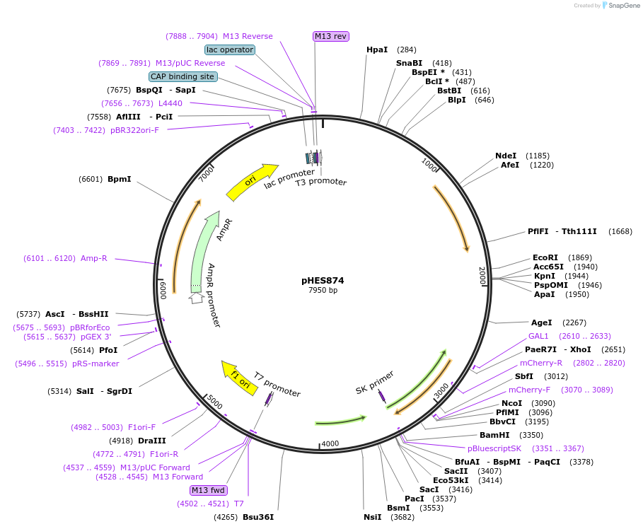 89196-plasmid-map-sequence-id-180953