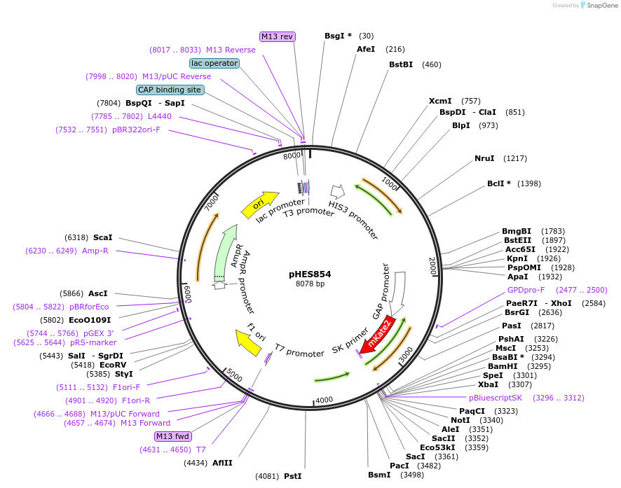 89197-plasmid-map-sequence-id-180954