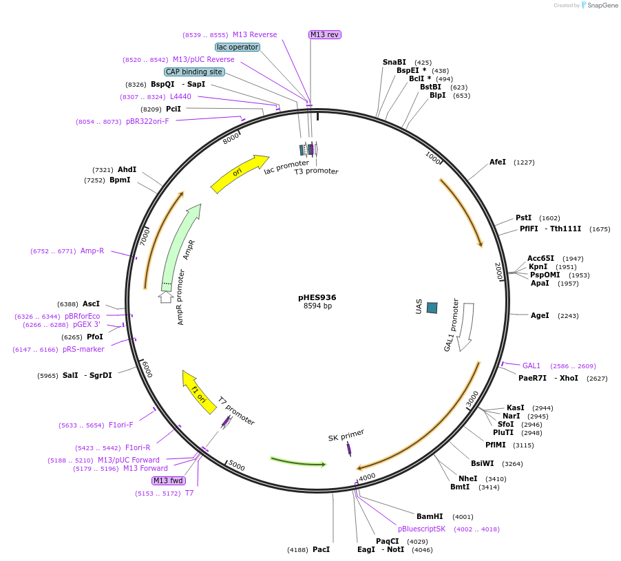 89199-plasmid-map-sequence-id-180955