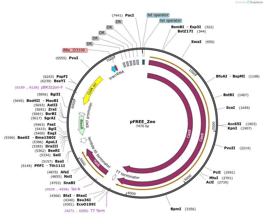92053-plasmid-map-sequence-id-180993