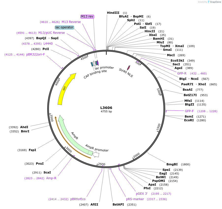 1571-plasmid-map-sequence-id-181